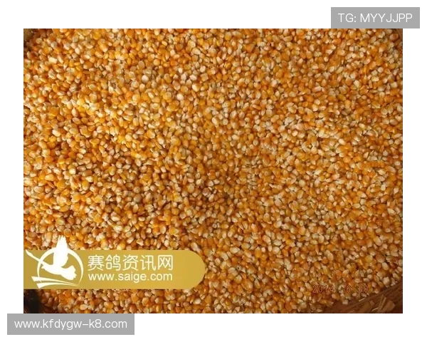 K8战队官网全面介绍与最新赛事资讯，助你第一时间掌握战队动态